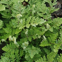 Cheilanthes lanosa